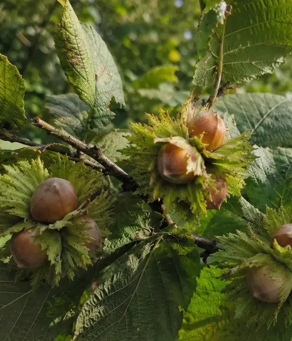 BIO Hazelnut (Corylus avellana) TONDA GENTILE DELLE LANGHE
