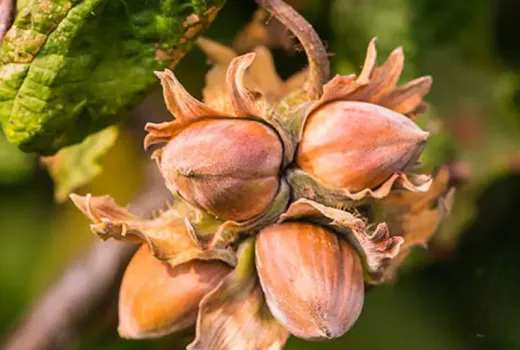 Haselnüsse: Das natürliche Superfood des 21. Jahrhunderts