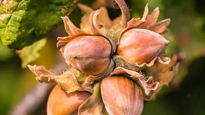 Hazelnut Varieties – Ennis, Tonda Gentile, Hall's Giant Compared