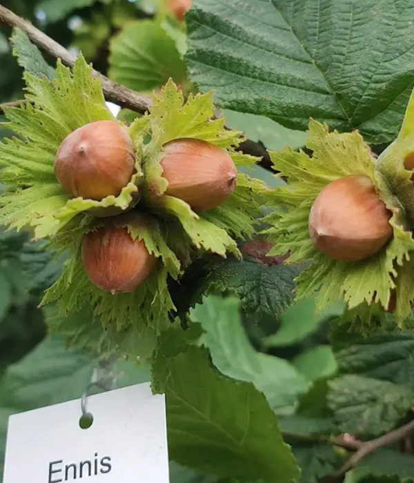 BIO Hazelnut (Corylus avellana) ENNIS