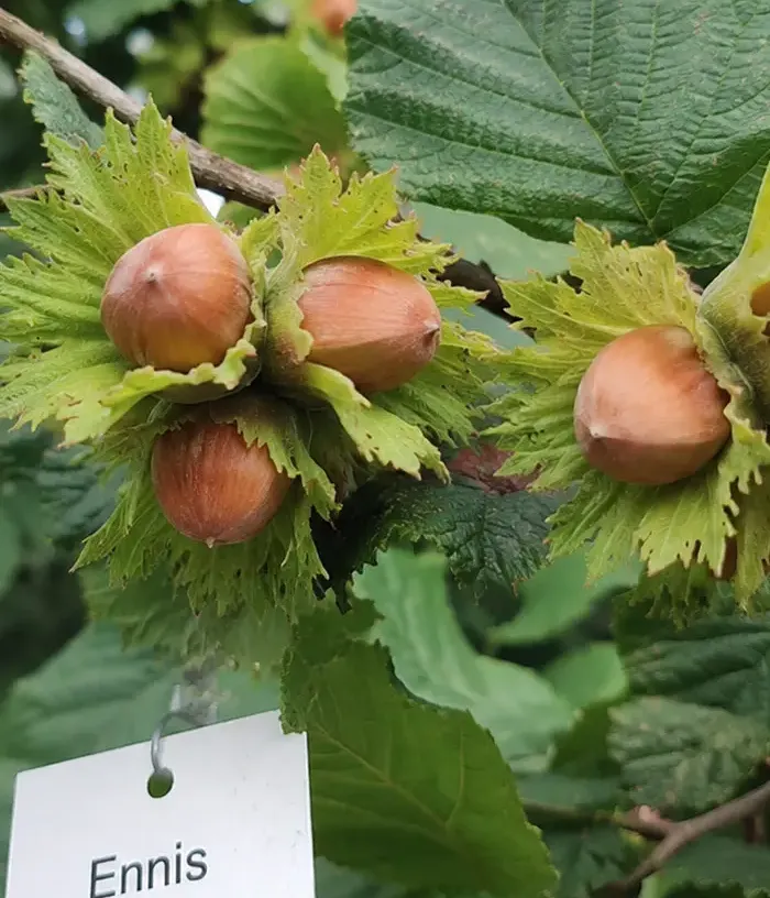 BIO Hazelnut (Corylus avellana) ENNIS - Tutifruti, s.r.o.