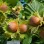 Haselnuss-Antioxidantien im Vergleich zu Walnüssen und Mandeln