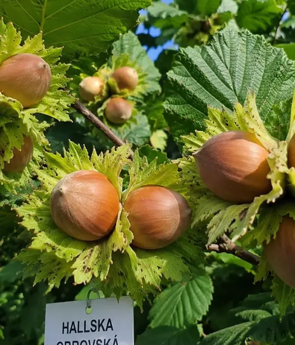 BIO Hazelnut (Corylus avellana) HALL'S GIANT
