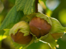 BIO Haselnuss (Corylus avellana) - Tutifruti SK