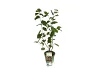 BIO Hazel (Corylus avellana) - Tutifruti SK