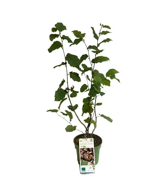 BIO Hazel (Corylus avellana)