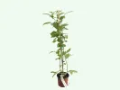 Raspberry (Rubus idaeus) POLANA - Tutifruti SK