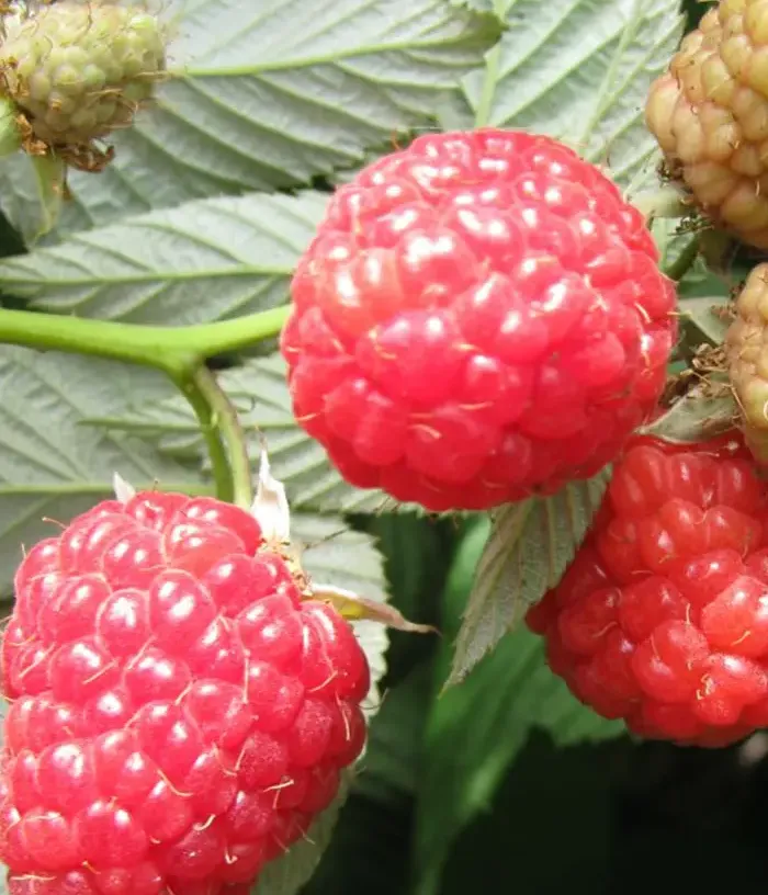 Himbeere (Rubus idaeus) SHAKHRAZADA - Tutifruti, s.r.o.
