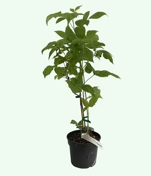 Himbeere (Rubus idaeus) HUSARIA