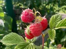 BIO Himbeere (Rubus idaeus) AROMA QUEEN - Tutifruti, s.r.o.