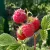 Himbeeren