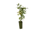 BIO Himbeere (Rubus idaeus) MALLING PROMISE - Tutifruti, s.r.o.