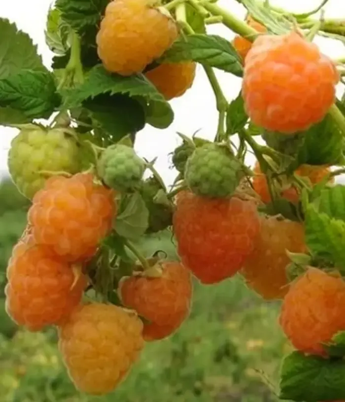 Raspberry (Rubus idaeus) ARTA - Tutifruti, s.r.o.