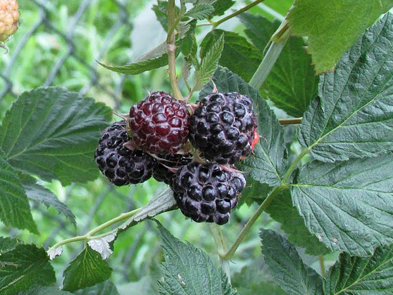 Himbeere (Rubus idaeus) Bristol