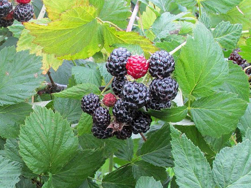 Himbeere (Rubus idaeus) Bristol