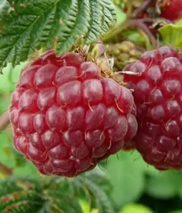 Raspberry (Rubus idaeus) DAIGA