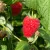 everbearing / autumn-fruiting raspberries