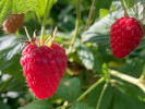 Himbeere (Rubus idaeus) Delniwa - Tutifruti SK