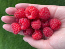 Himbeere (Rubus idaeus) Delniwa - Tutifruti SK