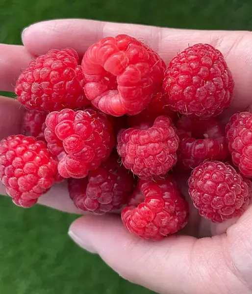 Raspberry (Rubus idaeus) Delniwa - Tutifruti SK