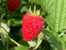 Raspberry (Rubus idaeus) HUSARIA - Tutifruti SK