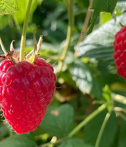 Raspberry (Rubus idaeus) Delniwa