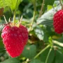 Raspberry (Rubus idaeus) Delniwa