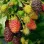Das Geheimnis perfekter Himbeeren: russische, lettische und schottische Genetik