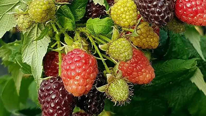 Das Geheimnis perfekter Himbeeren: russische, lettische und schottische Genetik