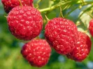 BIO Raspberry (Rubus idaeus) AUTUMN BLISS - Tutifruti, s.r.o.