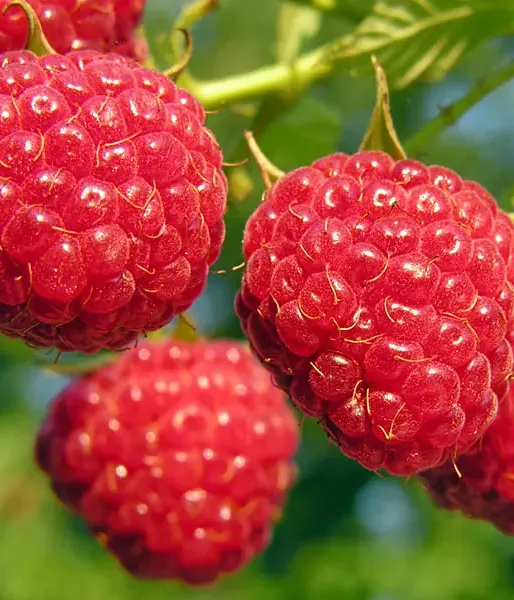 BIO Himbeere (Rubus idaeus) AUTUMN BLISS