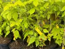 Raspberry (Rubus idaeus) GROOVY®