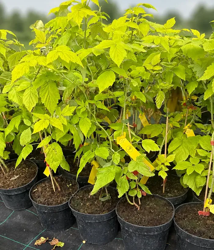 Raspberry (Rubus idaeus) GROOVY®