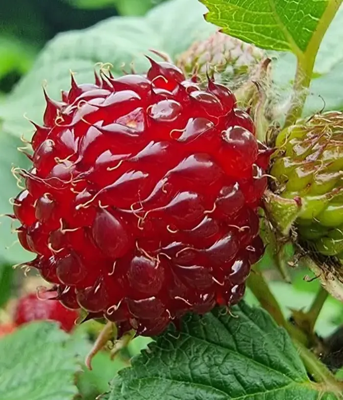 Weißdornblättrige Himbeere (Rubus crataegifolius) RASPBERRY TOWER