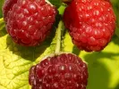 Raspberry (Rubus idaeus) GROOVY®
