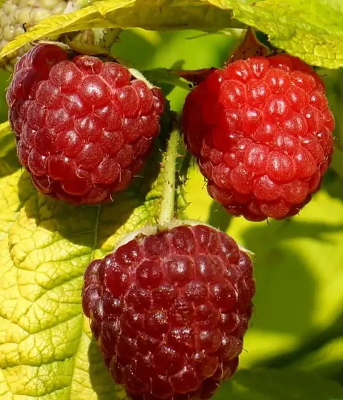 Raspberry (Rubus idaeus) GROOVY®