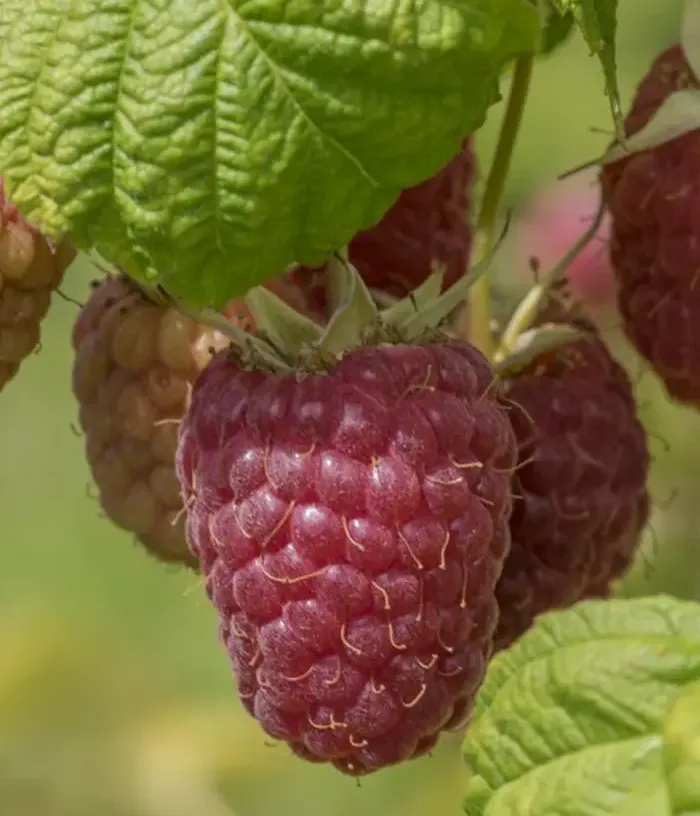 Raspberry (Rubus idaeus) NORNA - Tutifruti, s.r.o.