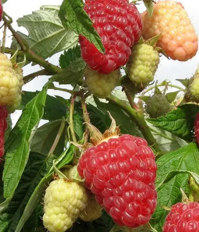 Malina (Rubus idaeus) PATRICIA - Tutifruti, s.r.o.
