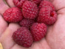 Himbeere (Rubus idaeus) POLANA - Tutifruti SK