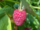 Himbeere (Rubus idaeus) POLANA