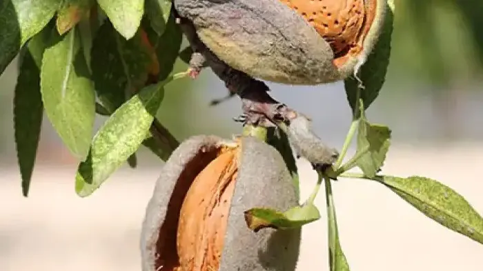 Almond: Why It Is the Queen of Healthy Fats | Nutrition