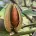Nut Trees