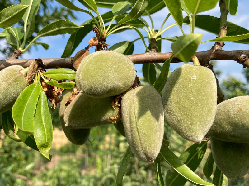 Mandelbaum (Amygdalus communis) FERRAGNES