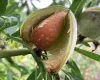 Almond Trees