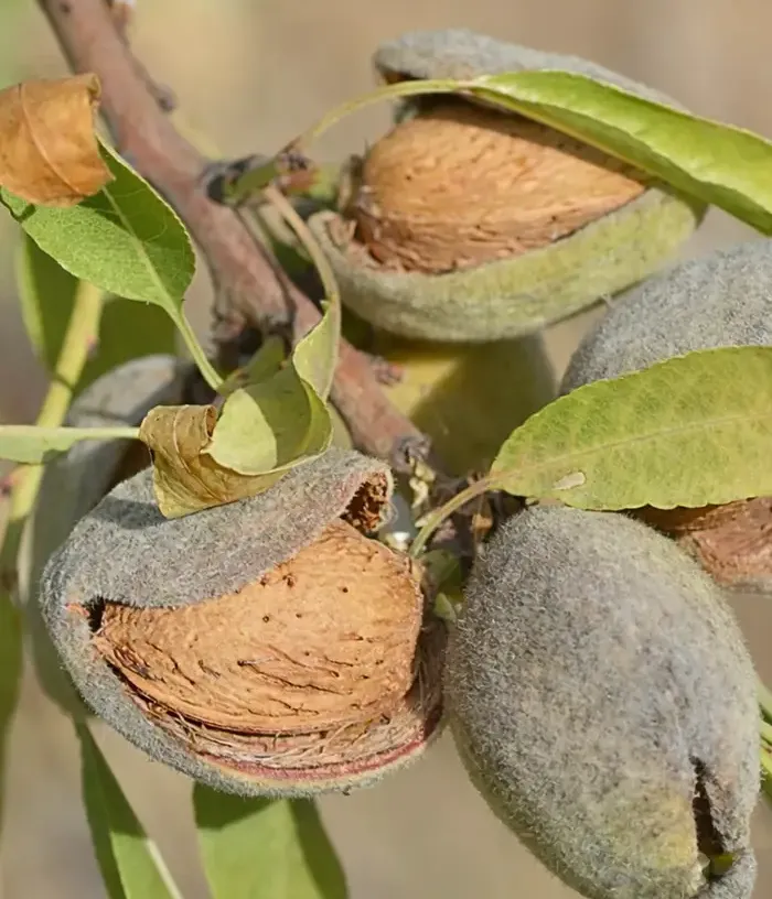 BIO Almond (Prunus dulcis) MAKAKO - Tutifruti, s.r.o.