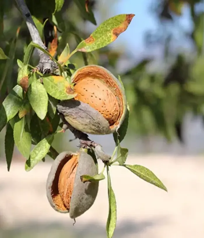 BIO Almond (Prunus dulcis) PENTA - Tutifruti, s.r.o.