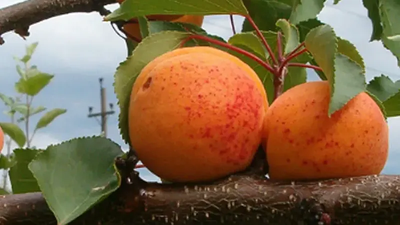 Green Treasure in the Grass: Why Unripe Apricots Are an Antioxidant Bomb