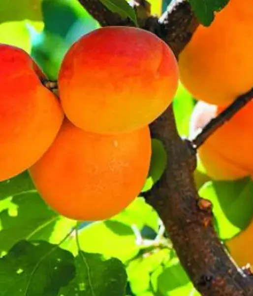 Apricot (Prunus armeniaca) KRASNOŠČOKIJ