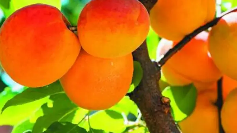 Aprikosen-Ratgeber: Die richtige Sortenwahl für Ihren Garten