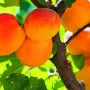 Apricot (Prunus armeniaca) KRASNOŠČOKIJ